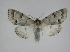 Acronicta innotata1 by Canadian National Collection of Insects, Arachnids and Nematodes. Used under a CC BY-SA 3.0 license.