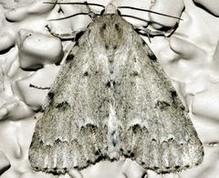 Acronicta innotata 01 by CBG Photography Group, Centre for Biodiversity Genomics. Used under a CC0 license.