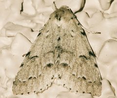 Acronicta innotata 02 by CBG Photography Group, Centre for Biodiversity Genomics. Used under a CC0 license.