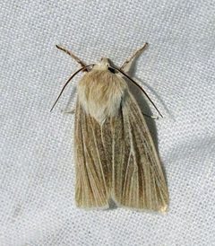 Acronicta insularis by Jacy Lucier. Used under a CC BY-SA 4.0 license.