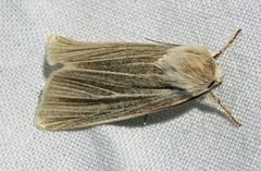 Acronicta insularis 1 by Jacy Lucier. Used under a CC BY-SA 4.0 license.