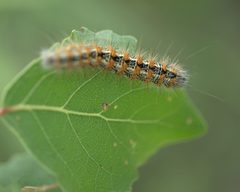 Acronicta insularis P1260790b by 
xpda. Used under a CC BY-SA 4.0 license.