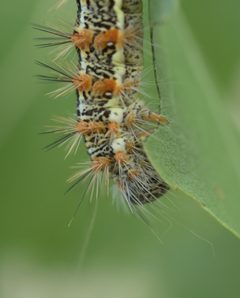 Acronicta insularis P1260827a by 
xpda. Used under a CC BY-SA 4.0 license.