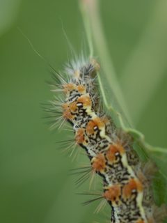 Acronicta insularis P1260828a by 
xpda. Used under a CC BY-SA 4.0 license.