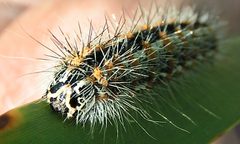 Acronicta insularis larva by Jacy Lucier. Used under a CC BY-SA 4.0 license.