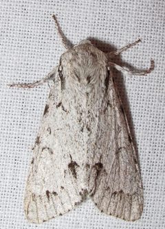Acronicta lepusculina 1 by Jacy Lucier. Used under a CC BY-SA 4.0 license.