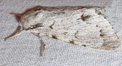 Acronicta lepusculina 2 by Jacy Lucier. Used under a CC BY-SA 4.0 license.