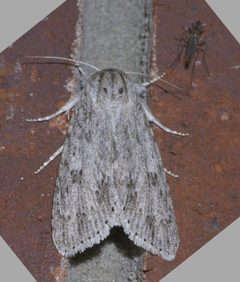 Acronicta lepusculina P1630655a by 
xpda. Used under a CC BY-SA 4.0 license.