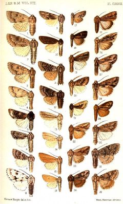 CATALOGUE-BM-PLATE CXXVII by Sir GEORGE F. HAMPSON, Bart.. Used under a Public domain license.