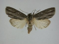 Acronicta lithospila1 by Canadian National Collection of Insects, Arachnids and Nematodes. Used under a CC BY-SA 3.0 license.