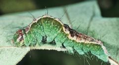 Acronicta lithospila larva by Schmidt BC. Used under a CC BY 3.0 license.