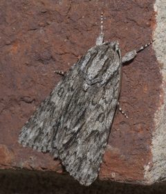 Acronicta longa P1180883a by 
xpda. Used under a CC BY-SA 4.0 license.