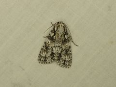 Acronicta marmorata by Donald Hobern. Used under a CC BY 2.0 license.