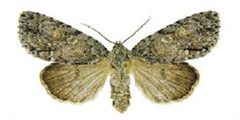 Acronicta modicaZK by Schmidt BC. Used under a CC BY 3.0 license.