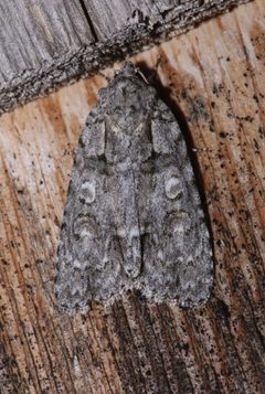 Acronicta modica - inat 4908778 by {{{name}}}. Used under a CC BY 4.0 license.