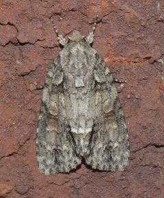 Acronicta modica P1250370a by 
xpda. Used under a CC BY-SA 4.0 license.