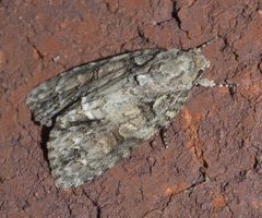 Acronicta modica P1250371a by 
xpda. Used under a CC BY-SA 4.0 license.