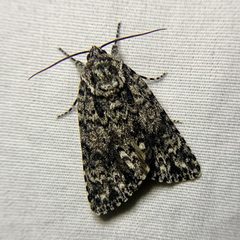 Acronicta noctivaga 002 by Tom Reed. Used under a CC BY 4.0 license.