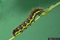 Acronicta oblinita by Gerald J. Lenhard, Louisiana State Univ., United States. Used under a CC BY 3.0 us license.