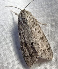 Acronicta oblinita 1 by Jacy Lucier. Used under a CC BY-SA 4.0 license.