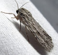 Acronicta oblinita 2 by Jacy Lucier. Used under a CC BY-SA 4.0 license.