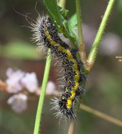 Acronicta oblinita P1110893a by 
xpda. Used under a CC BY-SA 4.0 license.
