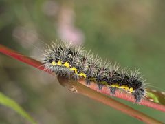 Acronicta oblinita P1110987a by 
xpda. Used under a CC BY-SA 4.0 license.