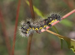 Acronicta oblinita P1110988a by 
xpda. Used under a CC BY-SA 4.0 license.