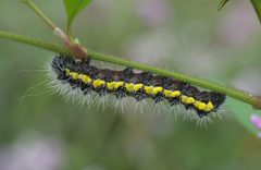 Acronicta oblinita P1340501a by 
xpda. Used under a CC BY-SA 4.0 license.