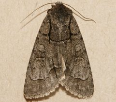 Acronicta radcliffei 01 by CBG Photography Group, Centre for Biodiversity Genomics. Used under a CC0 license.