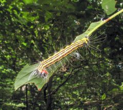Acronicta radcliffei caterpillar by Beatriz Moisset. Used under a CC BY-SA 4.0 license.
