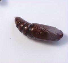 Acronicta radcliffei pupa by Beatriz Moisset. Used under a CC BY-SA 4.0 license.