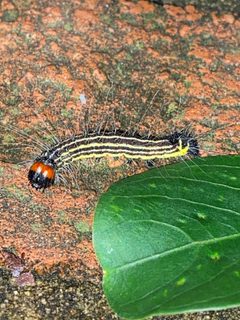 Radcliffes Dagger Caterpillar by NCBioTeacher. Used under a CC0 license.