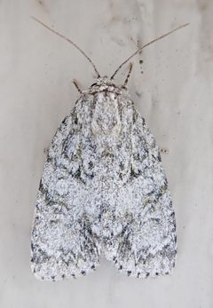 Acronicta retardata 24085346 by pbedell. Used under a CC BY-SA 4.0 license.