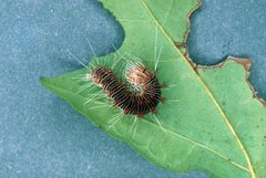 Acronicta retardata larva by Lacy L. Hyche. Used under a CC BY 3.0 us license.