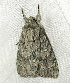 Acronicta rubricoma 1 by Jacy Lucier. Used under a CC BY-SA 4.0 license.