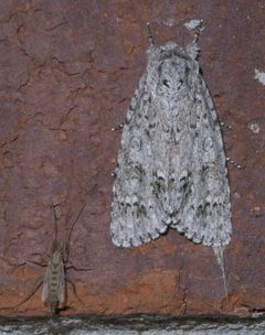 Acronicta rubricoma P1580411a by 
xpda. Used under a CC BY-SA 4.0 license.