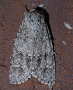 Acronicta rubricoma P1580424a by 
xpda. Used under a CC BY-SA 4.0 license.