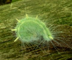 Acronicta rubricoma larva by Jacy Lucier. Used under a CC BY-SA 4.0 license.