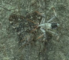 Arilus cristatus P1080957a by 
xpda. Used under a CC BY-SA 4.0 license.