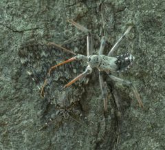 Arilus cristatus P1080964a by 
xpda. Used under a CC BY-SA 4.0 license.