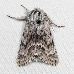 Acronicta spinea by Ken-ichi Ueda. Used under a CC BY 4.0 license.