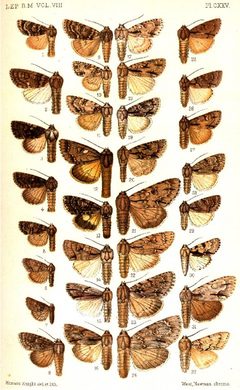 CATALOGUE-BM-PLATE CXXV by Sir GEORGE F. HAMPSON, Bart.. Used under a Public domain license.