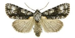 Acronicta superansZK by Schmidt BC. Used under a CC BY 3.0 license.