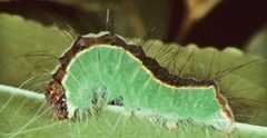 Acronicta superans larva by Schmidt BC. Used under a CC BY 3.0 license.