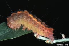 Acronicta tritona by Jerry A. Payne, USDA Agricultural Research Service, United States. Used under a CC BY 3.0 us license.