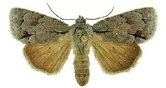 Acronicta tritonaZK by Schmidt BC. Used under a CC BY 3.0 license.