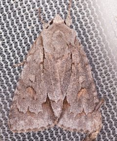 Acronicta tritona 1 by Doctorkilmer. Used under a CC BY-SA 4.0 license.
