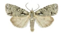 Acronicta vinnula by Schmidt BC. Used under a CC BY 3.0 license.