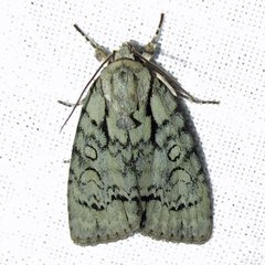 Acronicta vinnula 1 by Jacy Lucier. Used under a CC BY-SA 4.0 license.